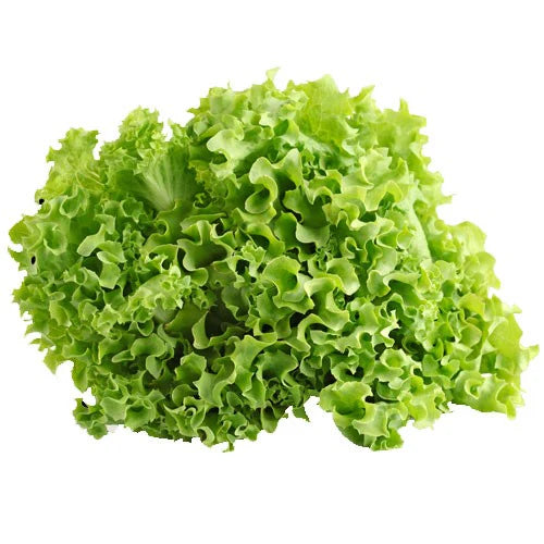 PREORDER:‎‎ Veg Plant:‎‎ Lettuce seedlings