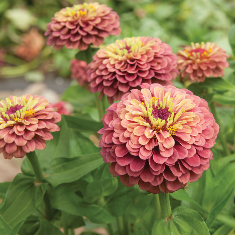 PREORDER:‎ Flower Plant:‎ Zinnia - Queeny Formula