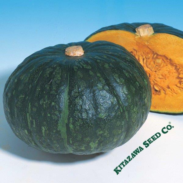 PREORDER:‎‎ Veg Plant:‎ Winter Squash Seedlings