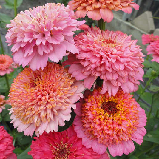 Seeds: Zinnia - Cupcakes Pink