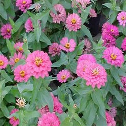 PREORDER: Flower Plant:‎ Zinnia - More varieties